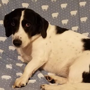 Meet your Posher, Stella